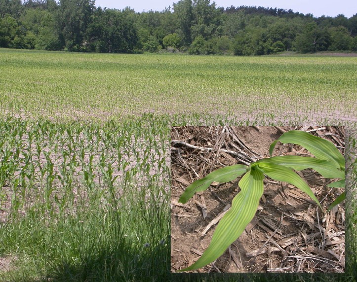 sulfur deficiency.jpg sulfur deficiency.jpg